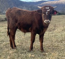 23-23 Steer