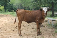 DC Amy Jane x Dancing Bull