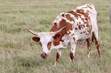 HRT SUGARED COWGIRL CHEX