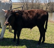 Bull Calf